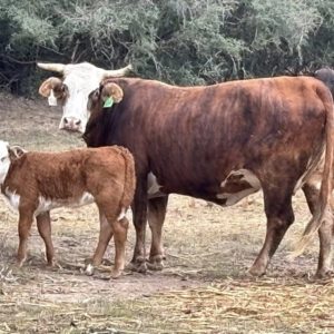 40 Braford, Brangus - Cows