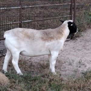 1 Purebred Sheep - Rams