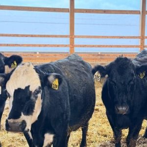 17 Angus, Red Angus, Hereford new - Cows