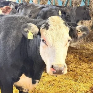 Purebred Angus - Cows