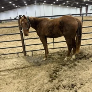 HORSES FOR SALE M Six Tuff Mile - Eight Mile x CR Tuff Boomin