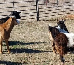 4 Goats - for-sale now