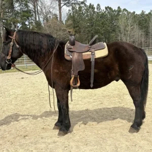 Black Draft Cross Gelding